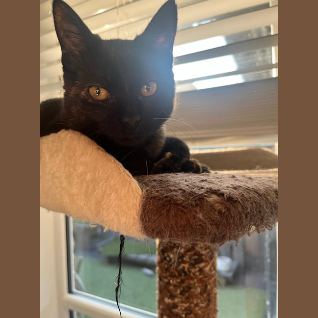 Photo of Piper   Located In Frankston