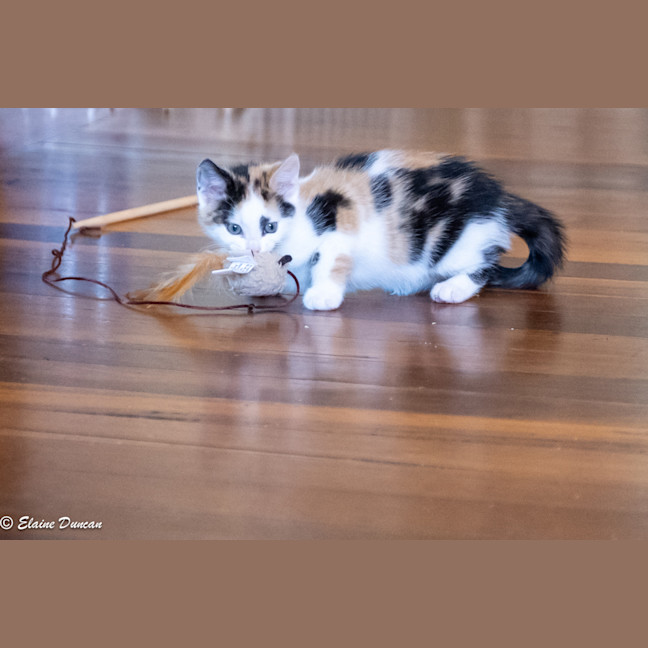 Photo of Maple