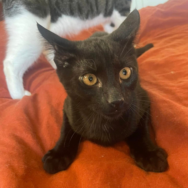 Photo of David Meowie