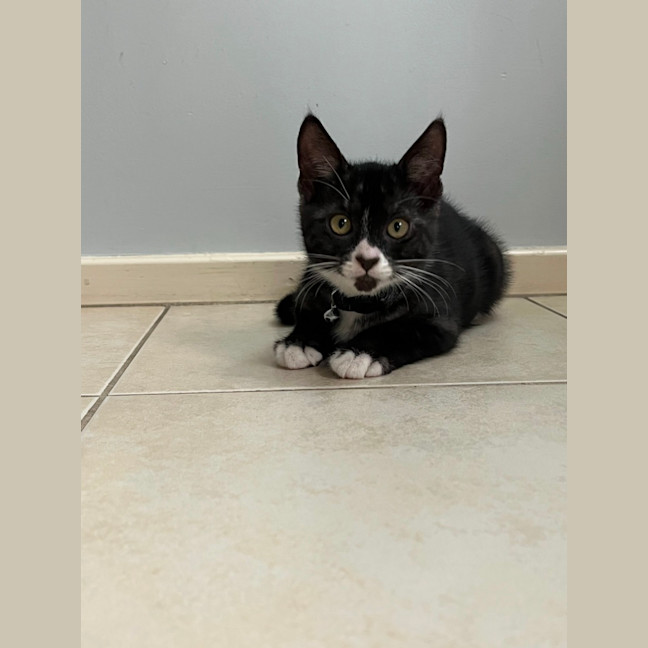 Photo of Pinot