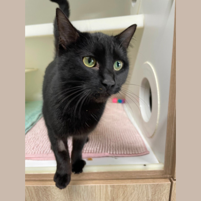 Photo of 👒 Salena 5556 👒