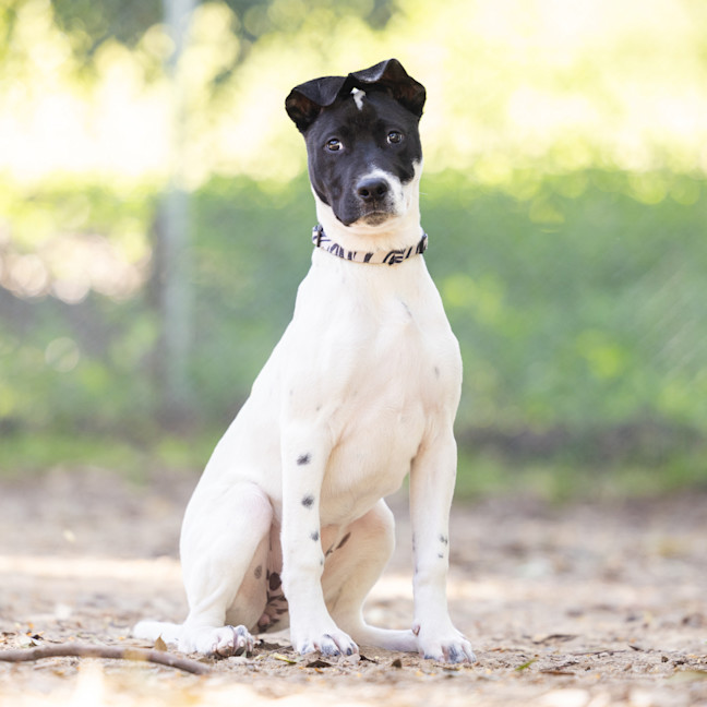 Photo of Poppet