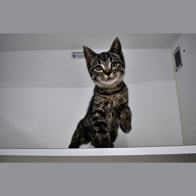 Photo of Meatball
