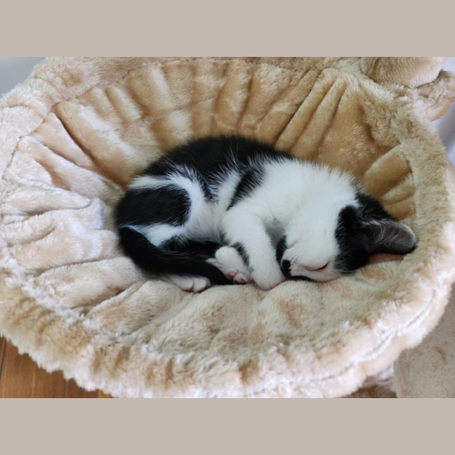 Photo of Hallie (Jalapeño)