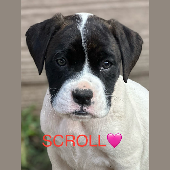 Photo of Indu Litter