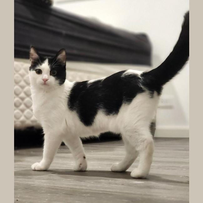 Photo of Sponge   Located In Avondale Heights