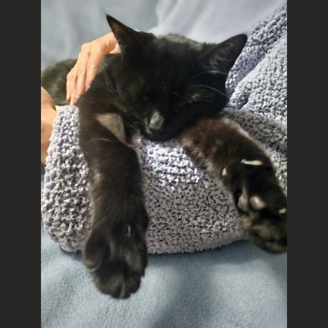 Photo of Ebony