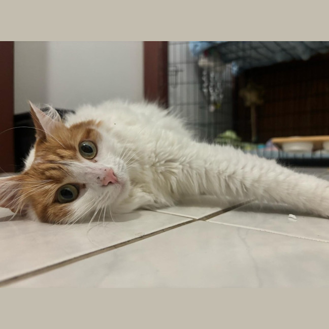 Photo of Snippie