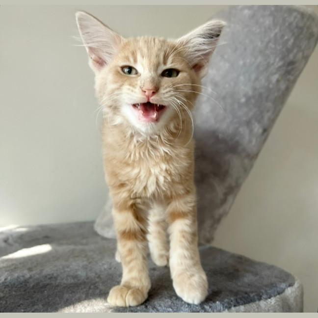 Photo of Passionfruit 