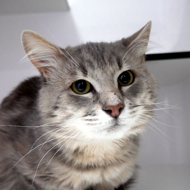 Photo of Bruce Sua013319