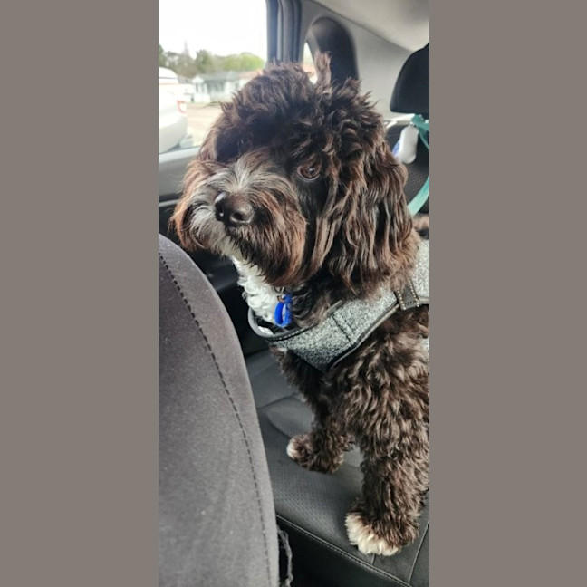 Photo of Dimond   10 Month Old Poodle X Staffy