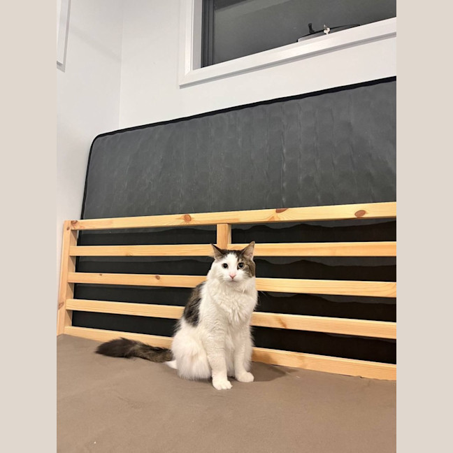 Photo of Patch