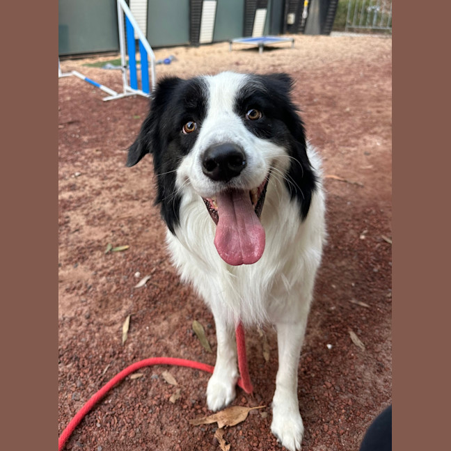 Photo of Harley