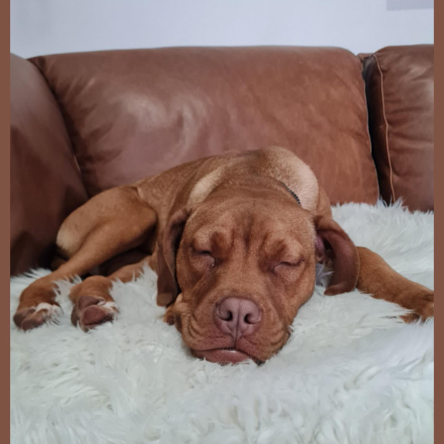 Photo of Roxy   5 Month Old Dogue De Bordeaux X