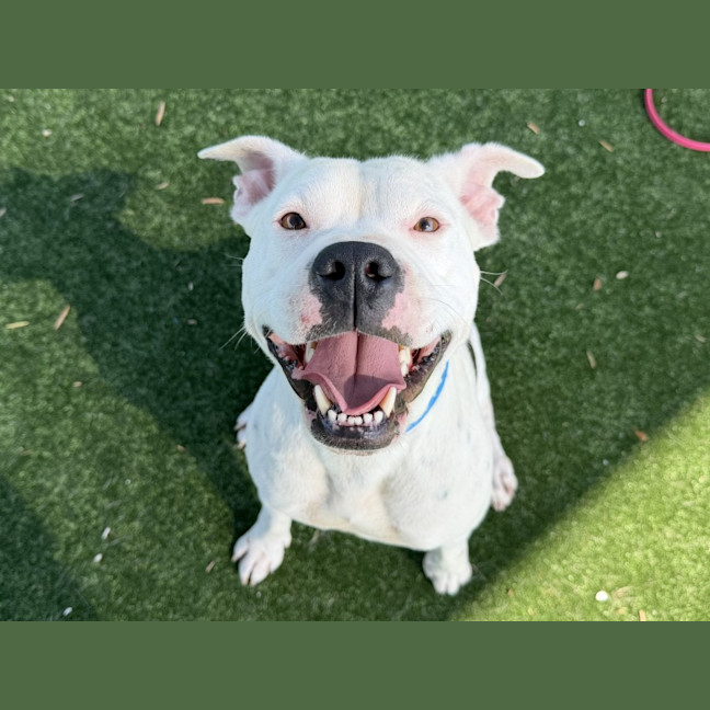 Photo of Ponyo Imp 3163