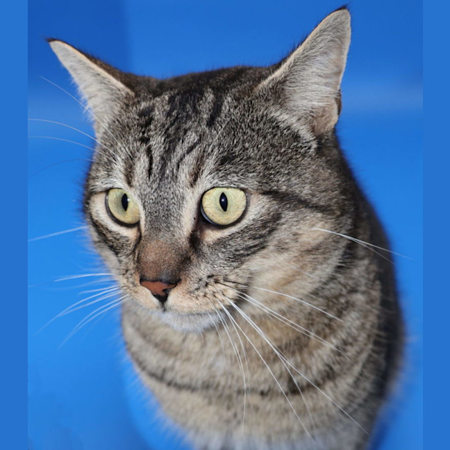 Photo of Zorro   Available At Pet Quarters Tuggerah