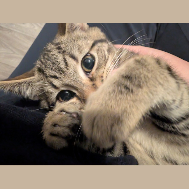 Photo of Tommy (Green Goblin)