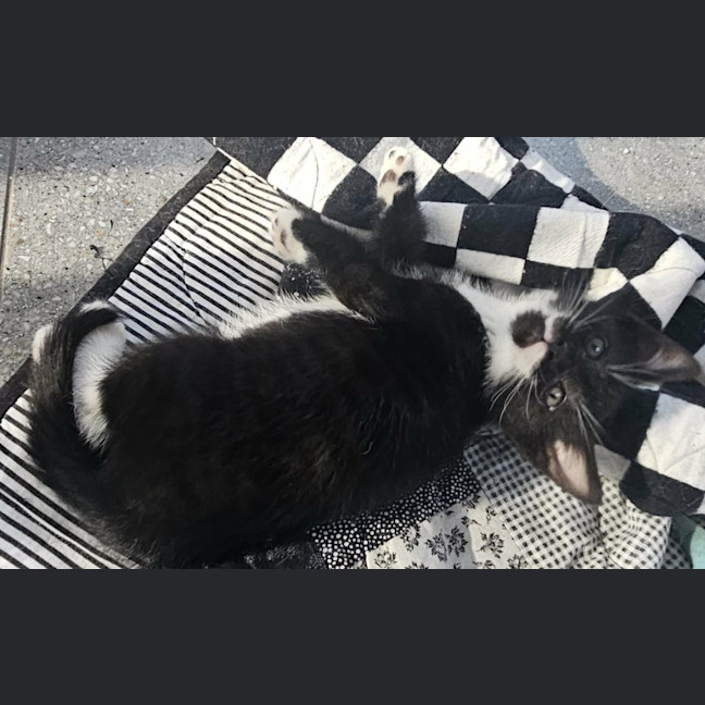 Photo of Rocket 🚀