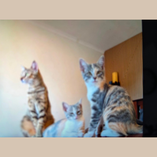 Photo of Mimi Meet Me @Petstock Keysborough Store