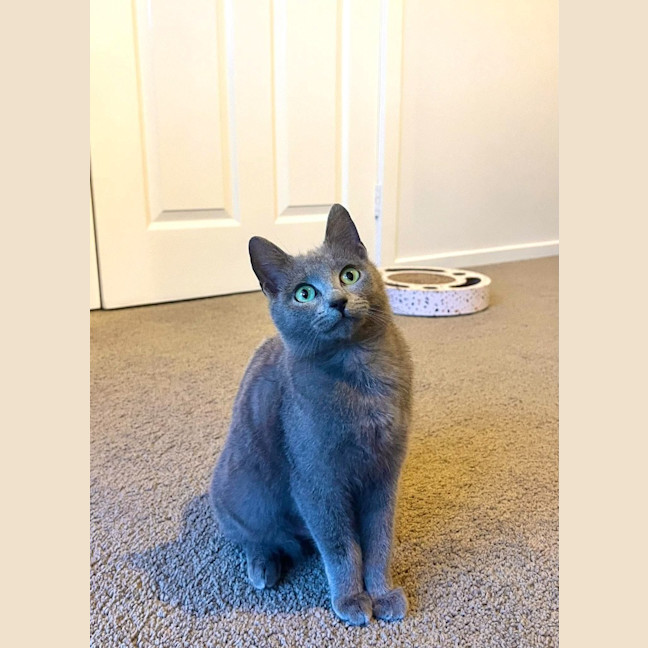 Photo of Gracie