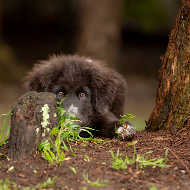 Photo of Daisy (Dipsy)