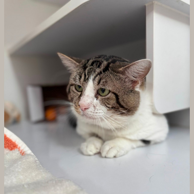 Photo of Whiskey (9028)