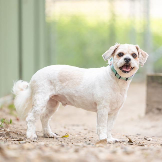 Photo of Chino