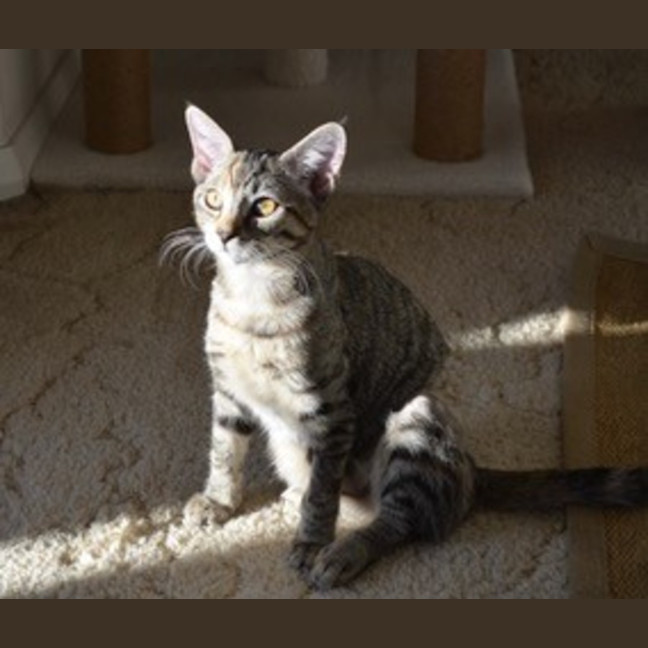 Photo of Lola   4 Month Old Domestic Medium Hair