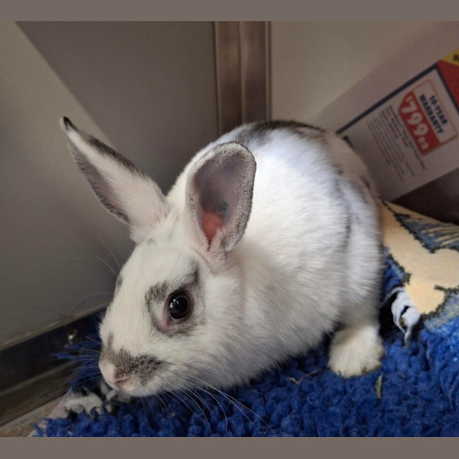 Photo of Bunzilla