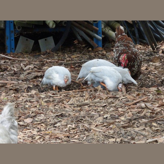 Photo of Baby Guinea Fowls