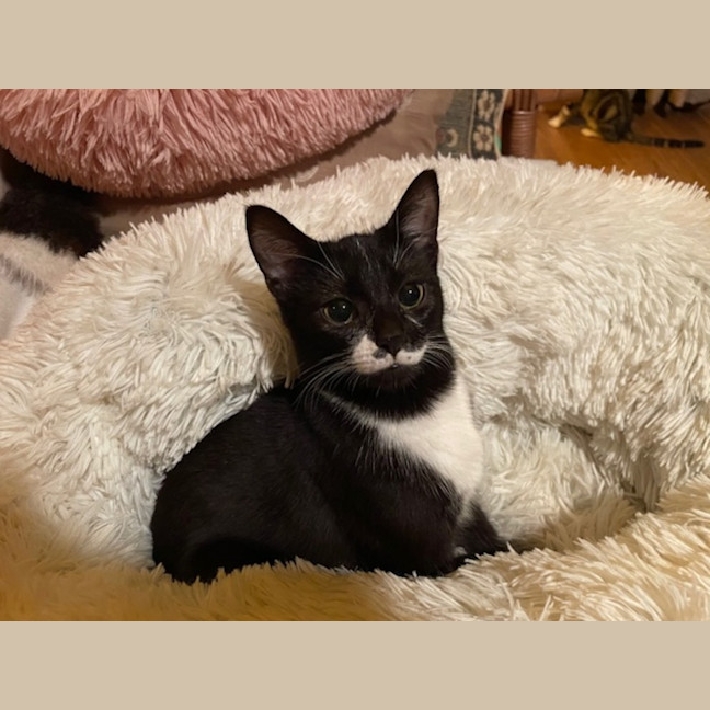 Photo of Geraldine   4 Month Old Domestic Short Hair