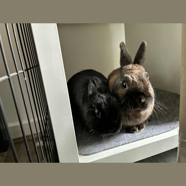 Photo of Ollie / Alice