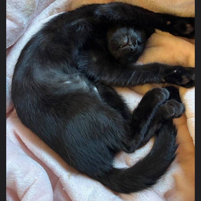 Photo of 🖤 Clare 🐾