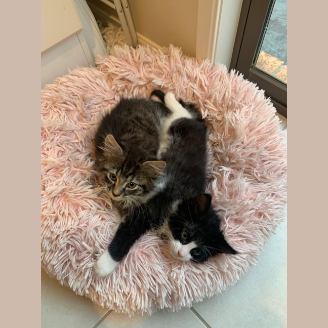 Photo of Gizmo (Was Pesto)