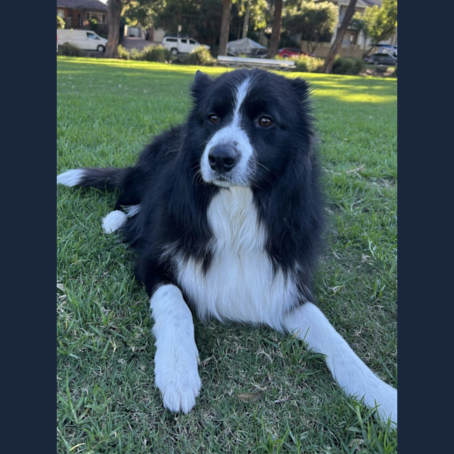 Photo of Oreo