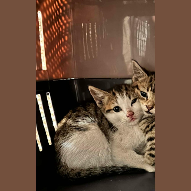 Photo of Meowcolm ** 2nd Chance Cat Rescue **