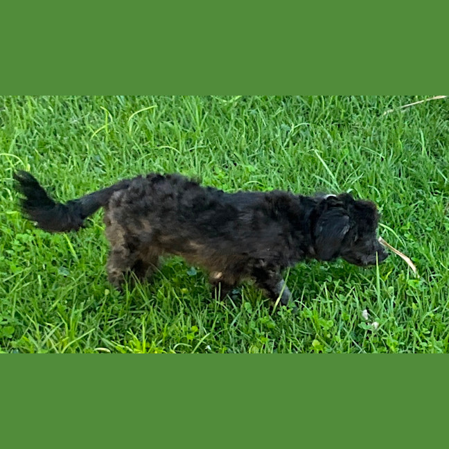 Photo of Pippi