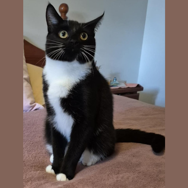 Photo of Edvin **2nd Chance Cat Rescue**