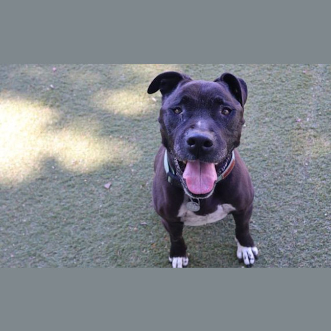 Photo of Tyson