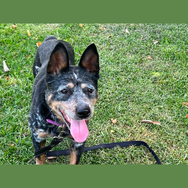 Photo of Indie