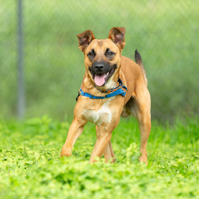 Photo of Roscoe
