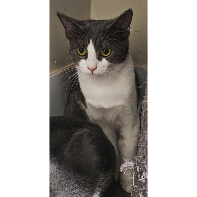 Photo of 12194   Griselda