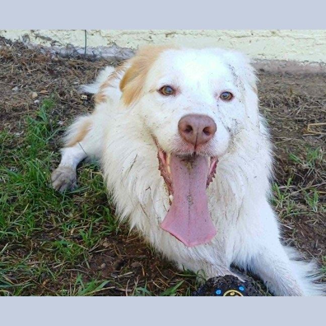 Photo of Indy