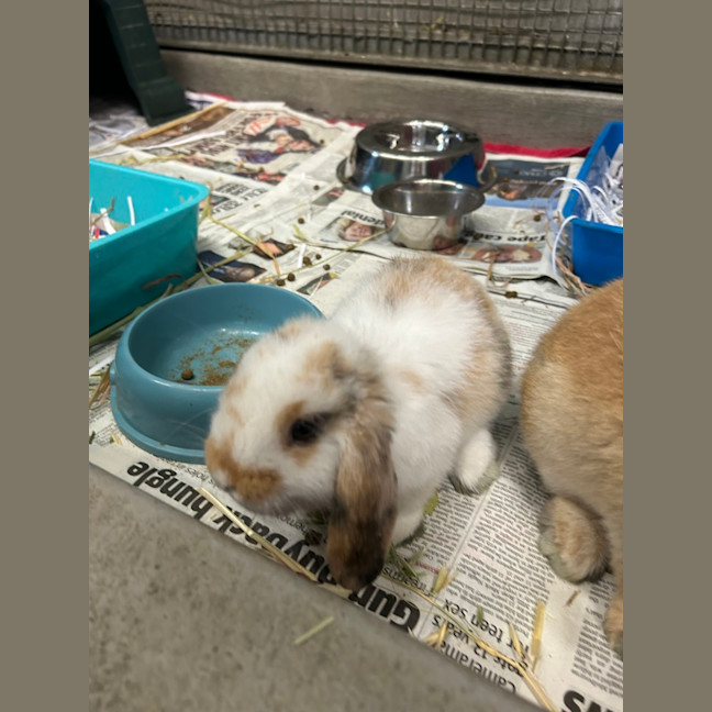 Photo of Marshmallow