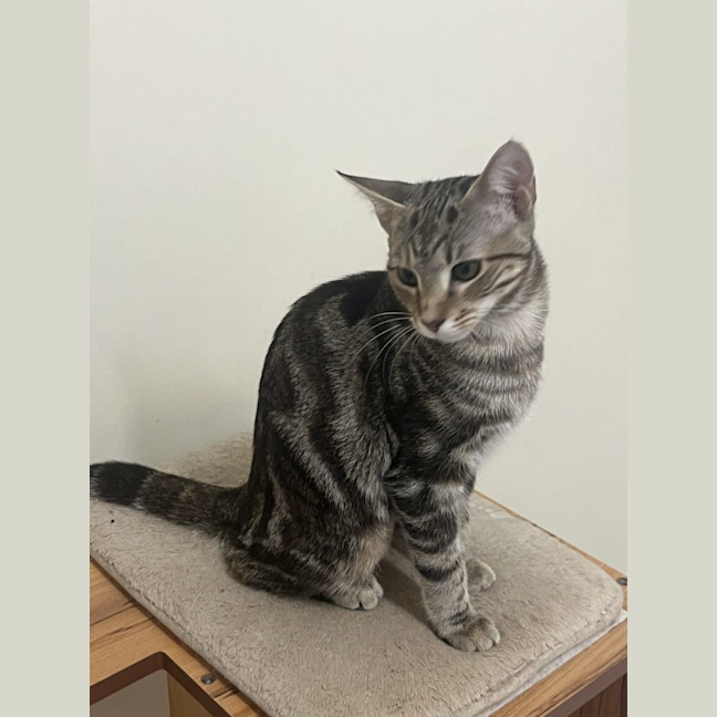 Photo of Bubbles   Now At Pet Quarters Broadmeadow