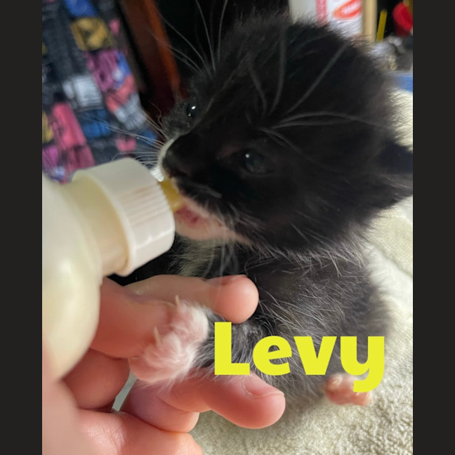 Photo of Levy
