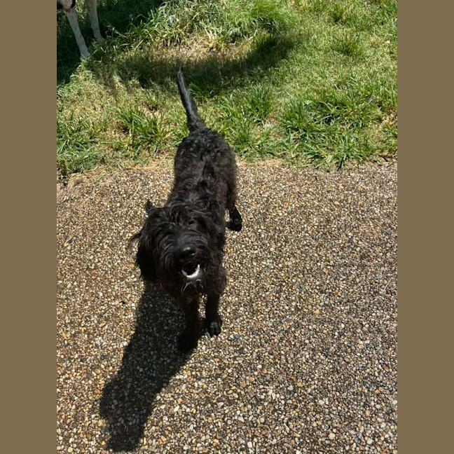 Photo of Pippin