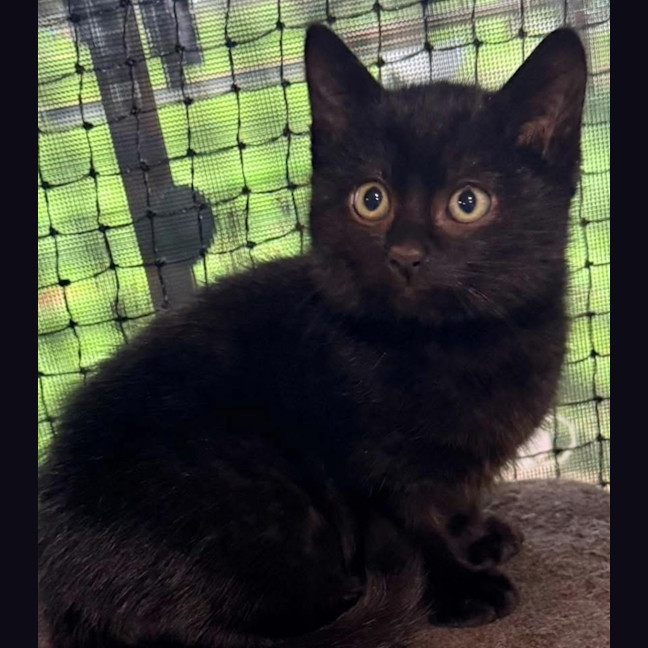 Photo of 12471   Harlem