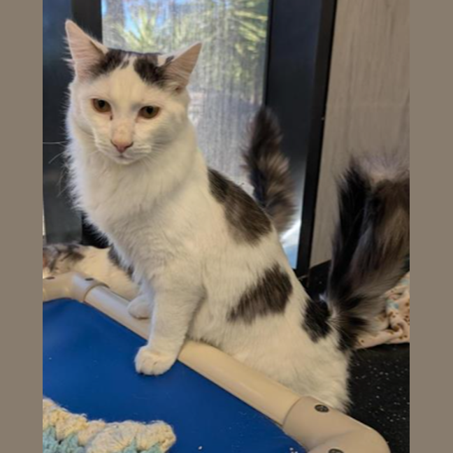 Photo of Nimbus (Snuggles) 