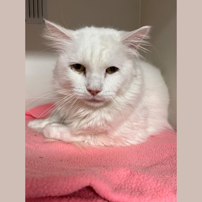 Photo of Lucky